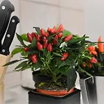 In Apartament *